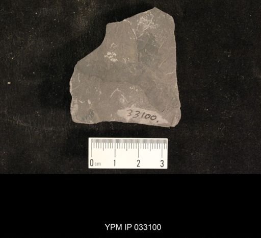Mormolucoides articulatus