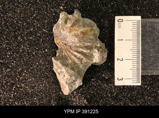 Scaphitidae