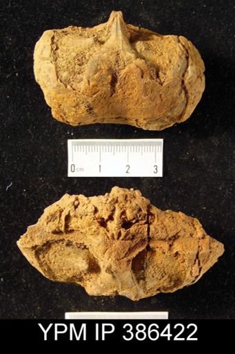 Macropleura macropleura