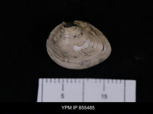 Limopsis striatopunctatus
