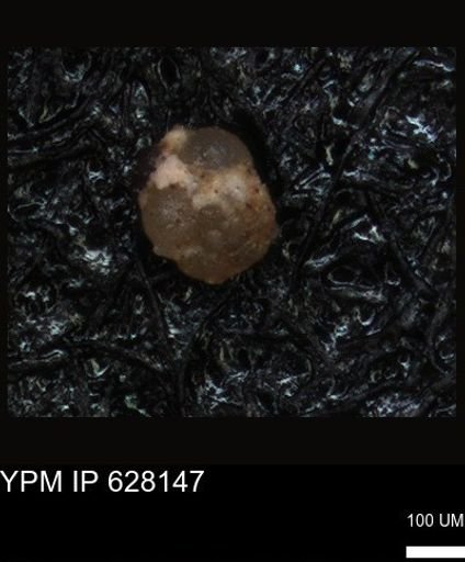 undet. Foraminiferida