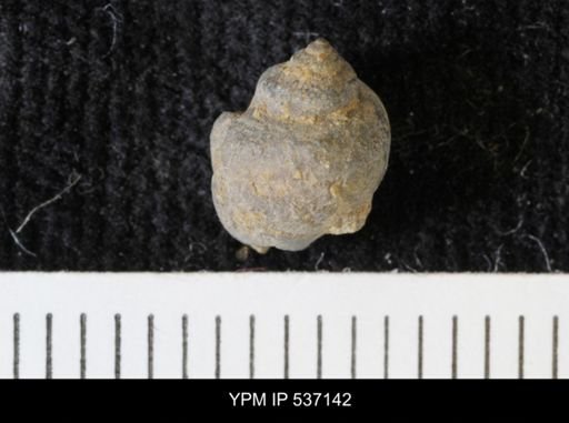 Viviparus montanaensis
