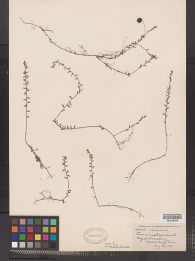 Vaccinium oxycoccos