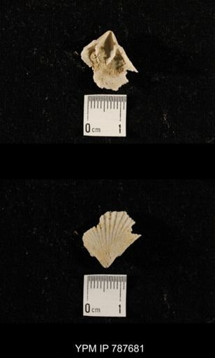 Stenoscisma sp.