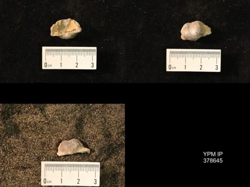 Marginifera wabashensis