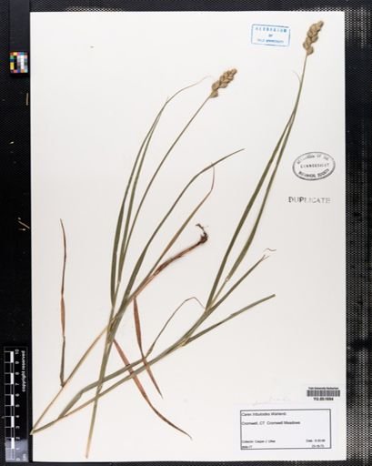 Carex tribuloides