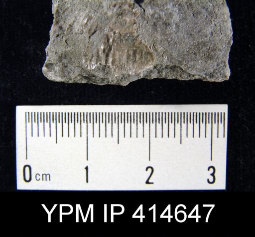 Pustula nebrascensis; Aviculopecten occidentalis on slab with