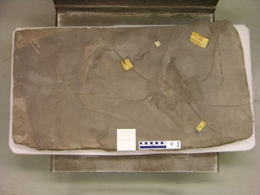 Grallator cursorius