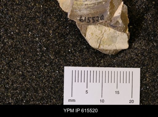 Inoceramus sp.