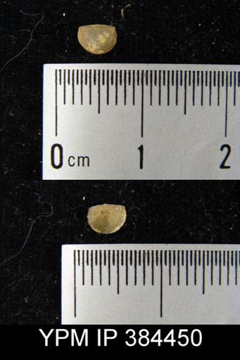 Chonetes geniculatus