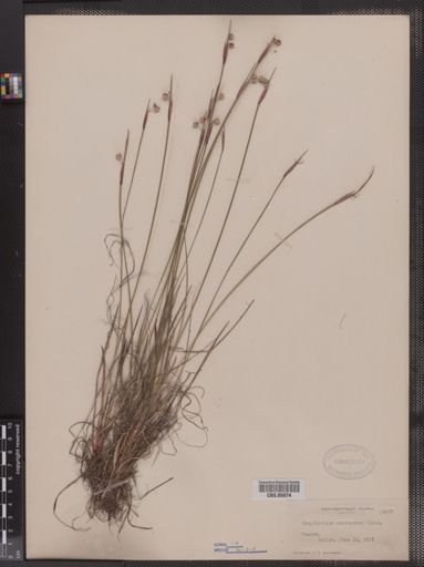 Sisyrinchium mucronatum