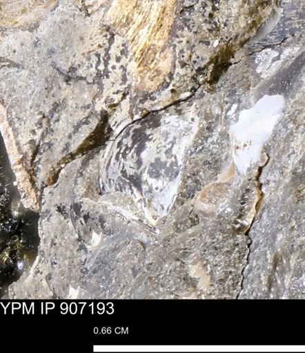 undet. Bivalvia