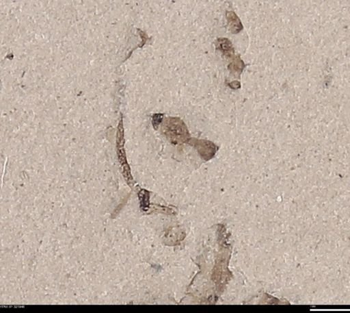 undet. Diptera