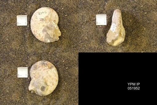 Hoploscaphites comprimus