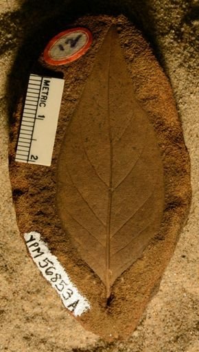 Angiospermopsida