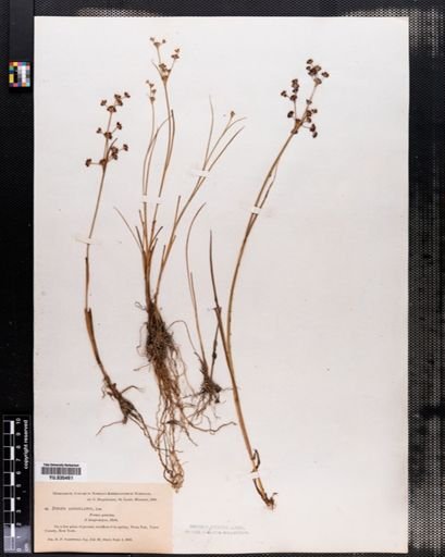 Juncus articulatus