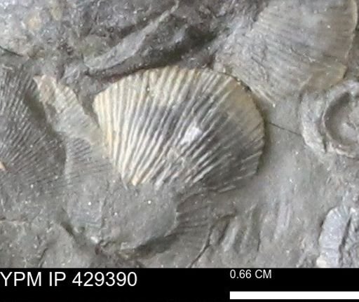 Devonochonetes scitulus