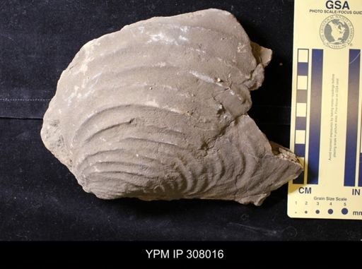 Inoceramus sp.