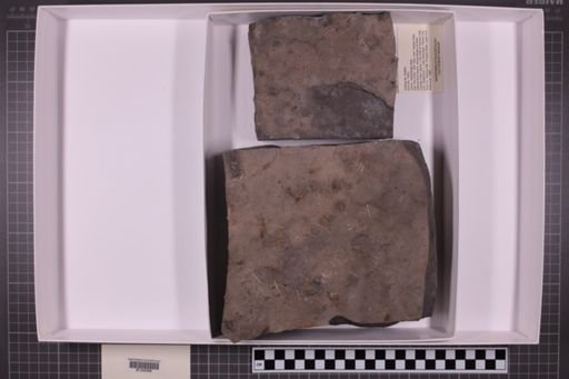 mixed taxa, stratigraphic collection