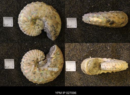 Discoscaphites gulosus