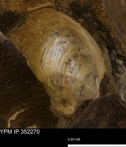 Limopsis striatopunctatus