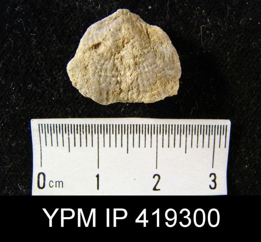 Marginifera sp.