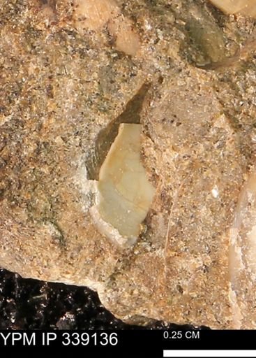 undet. Bivalvia