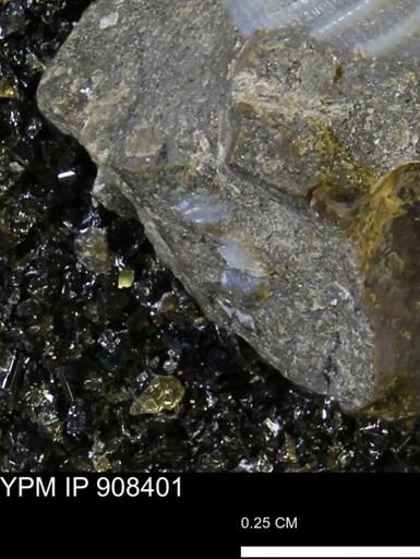 undet. Mollusca