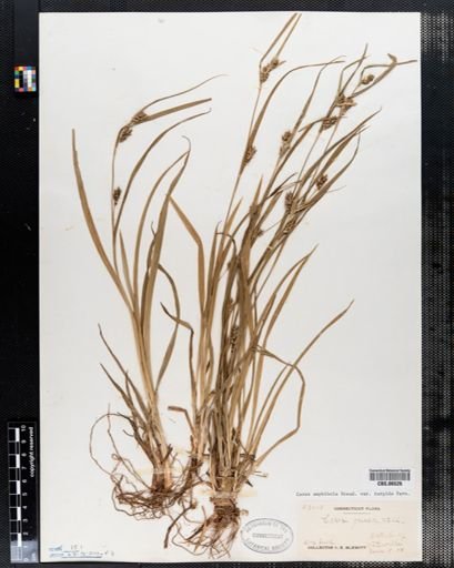 Carex grisea