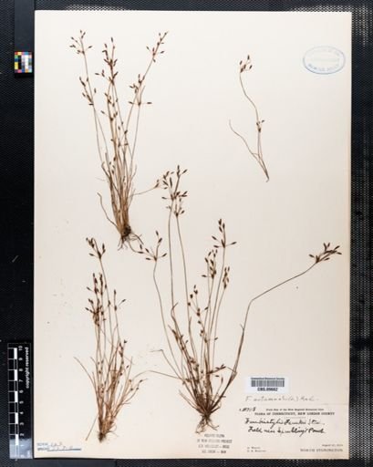 Fimbristylis frankii