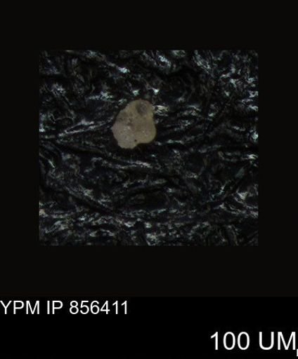 undet. Rugoglobigerinidae