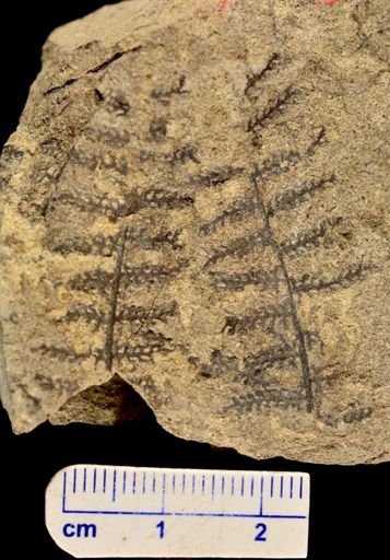 Paramatonia linearis