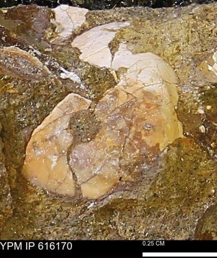 Protocardia subquadrata