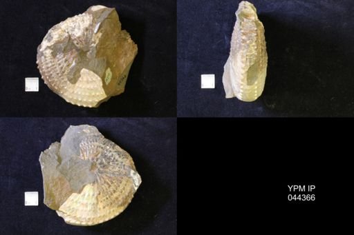 Jeletzkytes nebrascensis