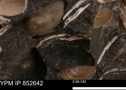 Limopsis striatopunctatus