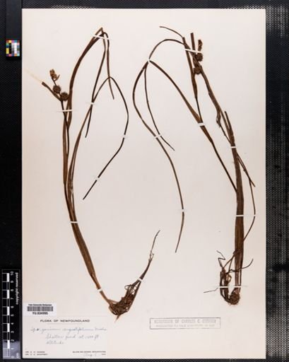 Sparganium angustifolium