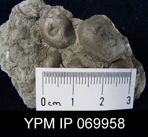 Megamyonia nitens