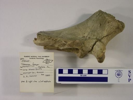 Teleoceras fossiger
