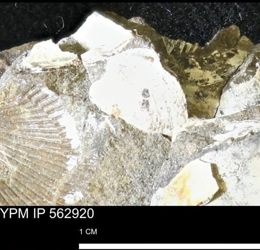 undet. Bivalvia