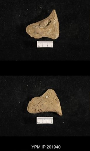 Myalina subquadrata