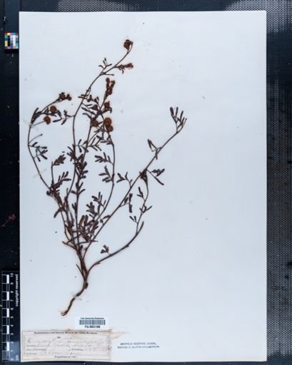 Desmanthus