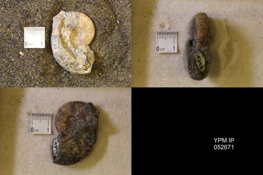 Hoploscaphites comprimus