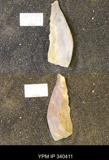 Ostrea glabra