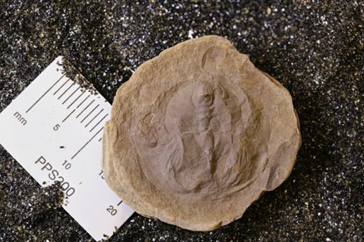 Euproops danae