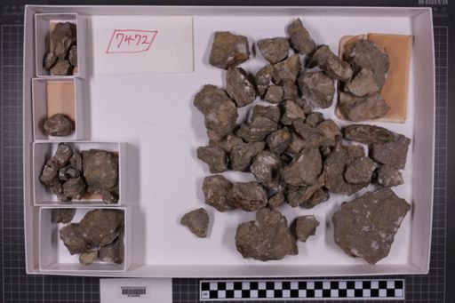 mixed taxa, stratigraphic collection