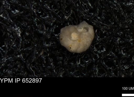 undet. Foraminiferida