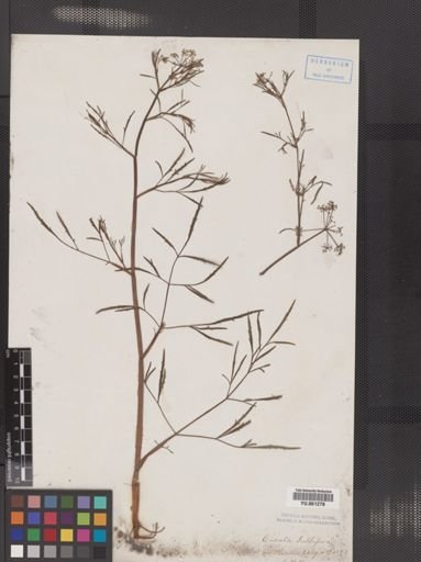 Cicuta bulbifera
