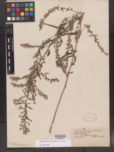 Symphyotrichum racemosum