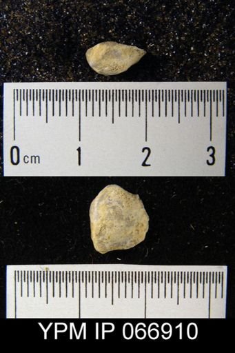 Productella hallana