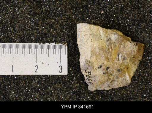 undet. Mollusca